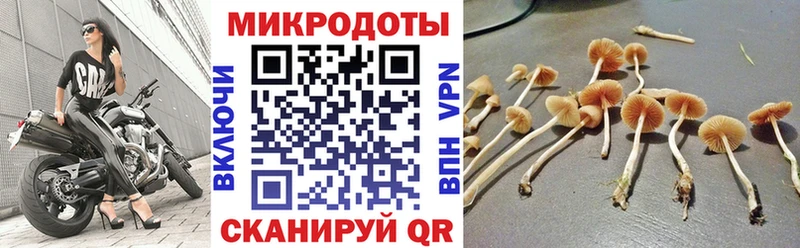 Псилоцибиновые грибы прущие грибы  Великий Устюг 